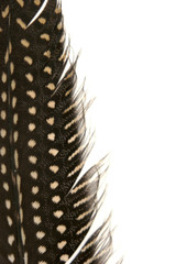 pluma de gallina de guinea