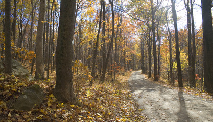 Obraz premium sunny fall day