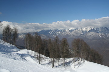 Fototapeta na wymiar Snow forest in the high mountain 