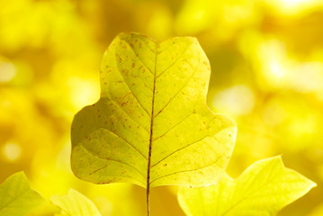 Yellow leaves background