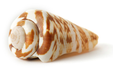 Sea shell on white background