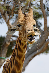 Fototapeta premium Girafe