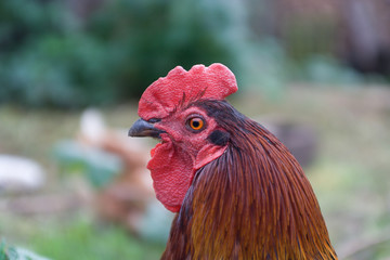 rooster head