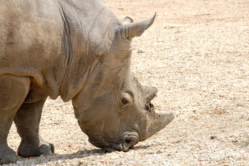 Fototapeta premium Rhinocéros
