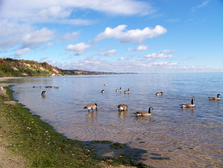 Naklejka premium Landscape with gees