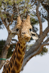 Obraz premium Girafe