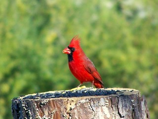 stumped cardinal