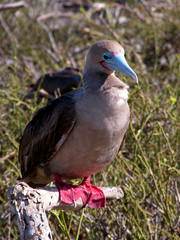 Red-footed booby