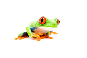 Fototapeta premium żaba zbliżenie na białym tle