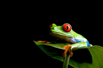 frog on a leaf isolated black