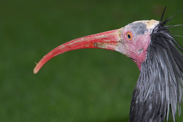 Ein Waldrapp im Profil