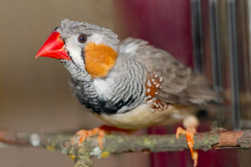 Zebra Finch male (Taeniopygia guttata)