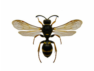 Wasp.