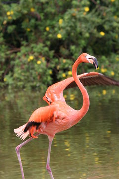 flamingo on the run