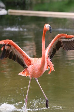 feeding flamingo