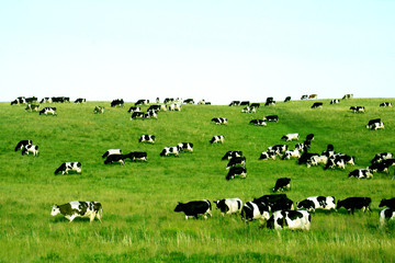 Cows