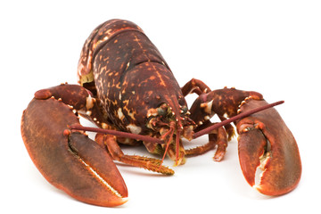 Lobster