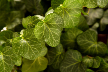 Obraz premium Ivy