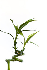 bambus-freigestellt auf weiss