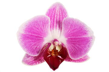 Naklejka na ściany i meble Closeup of a pink orchid isolated on white