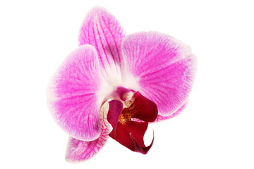 Closeup of a pink phalaenopsis orchid isolated on white