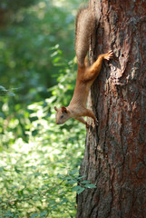 squirrel