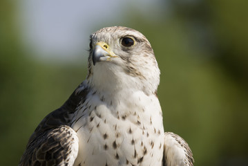 Saker Falcon