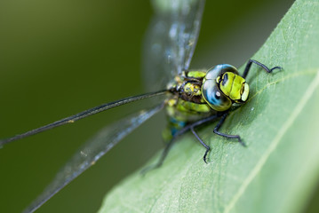 Fototapeta premium Libelle