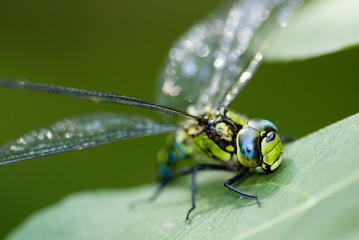 Libelle