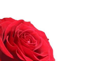 isolated rose on white background