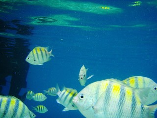 petits poissons