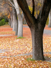 Fall Trees