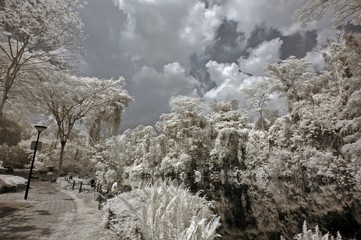 Infrared photo – tree, rock and lake in the parks 