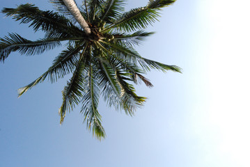 Obraz na płótnie Canvas Palm Tree In Blue Sky