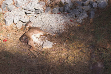 Dead Deer