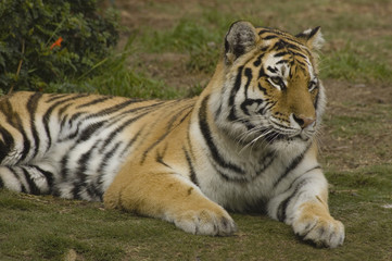 Fototapeta na wymiar Bengal Tiger Resting