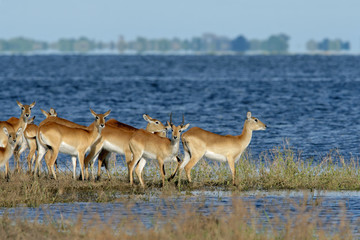 Red lechwe antelopes (Kobus leche) 