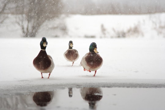 Ducks run to the water - Powered by Adobe