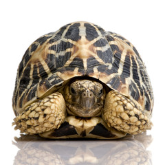 Indian Starred Tortoise - Geochelone elegans