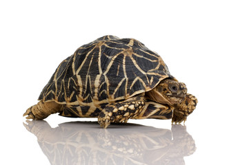Indian Starred Tortoise - Geochelone elegans