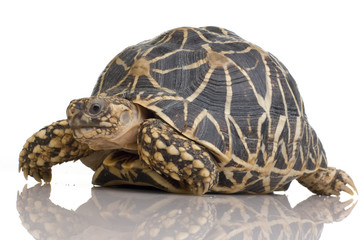 Obraz premium Indian Starred Tortoise - Geochelone elegans