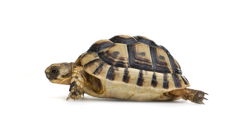 Herman's Tortoise - Testudo hermanni