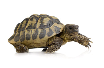 Naklejka premium Herman's Tortoise - Testudo hermanni