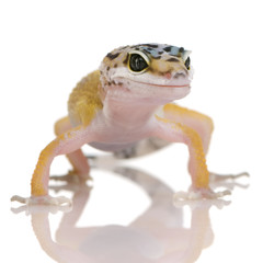 Young Leopard gecko - Eublepharis macularius