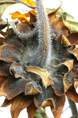 sun flower