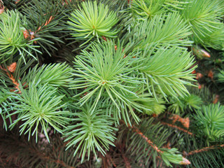 Naklejka na ściany i meble Close-up of pine tree branch