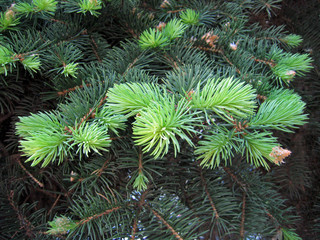 background from branches of a young pine