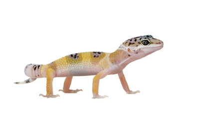 Young Leopard gecko - Eublepharis macularius