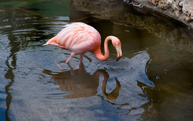 flamingo