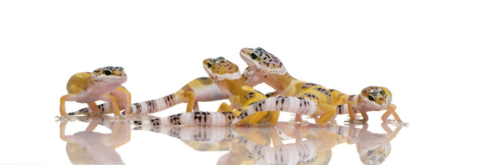 group of Young Leopard gecko - Eublepharis macularius